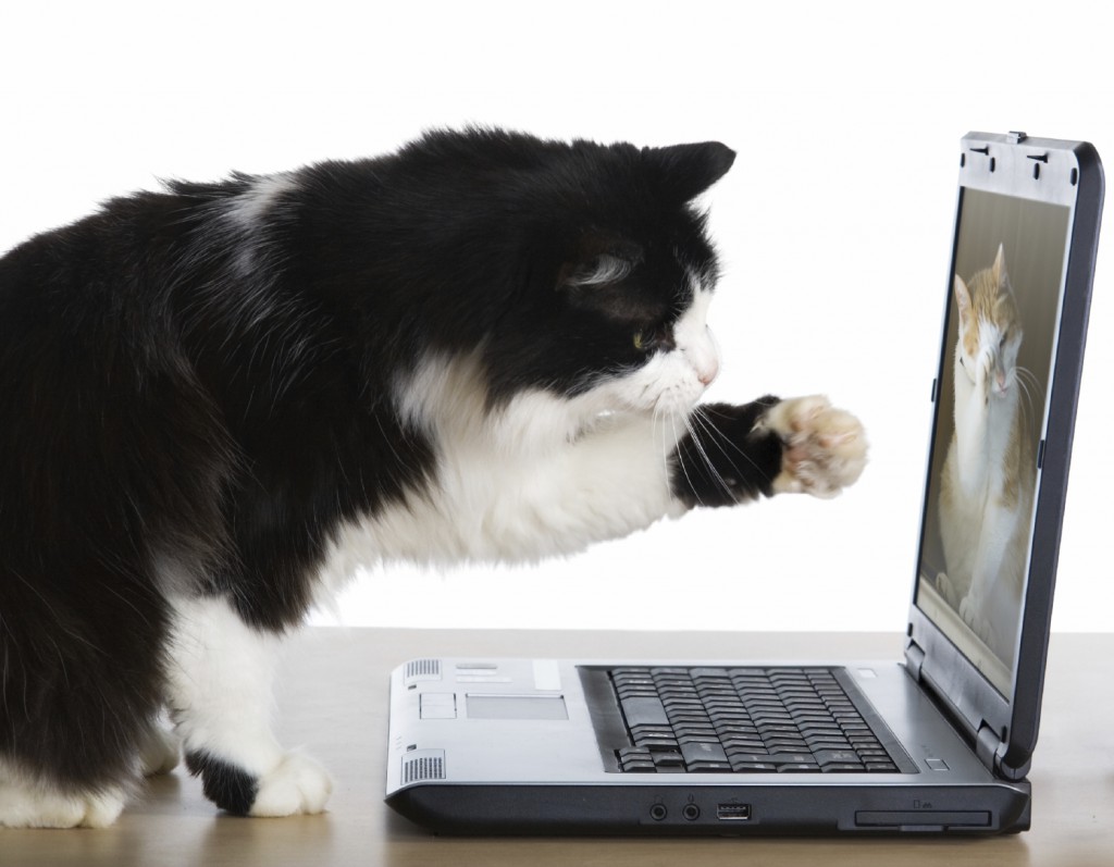 The cat pulls a paw to the laptop screen
