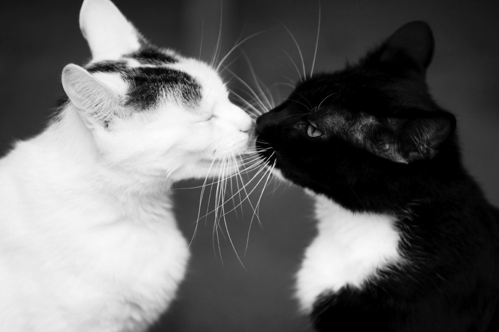 Black and white cats appear to be kissing.