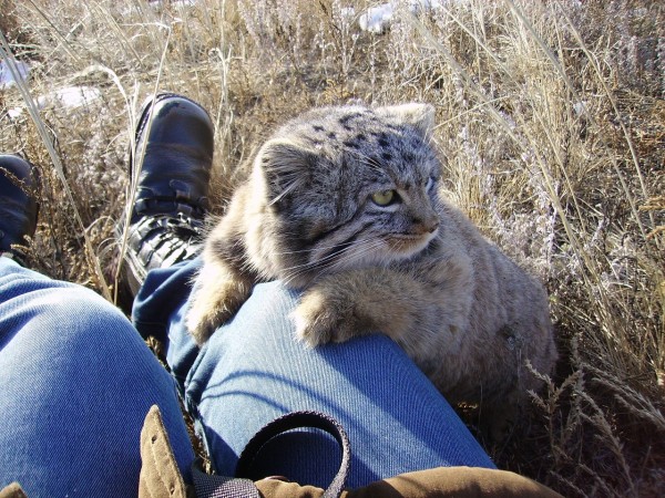 pallas cat size