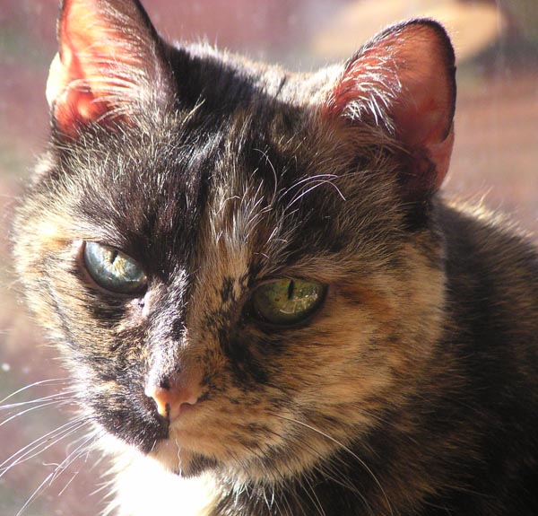 The tortoiseshell face.