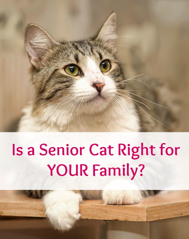 is a senior cat right for your family?