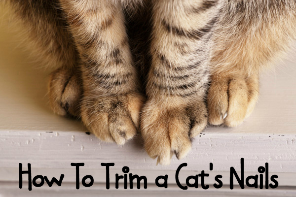 how to trim a cat's nails