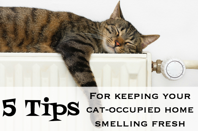 5 ways for keeping your cat-occupied home smelling fresh